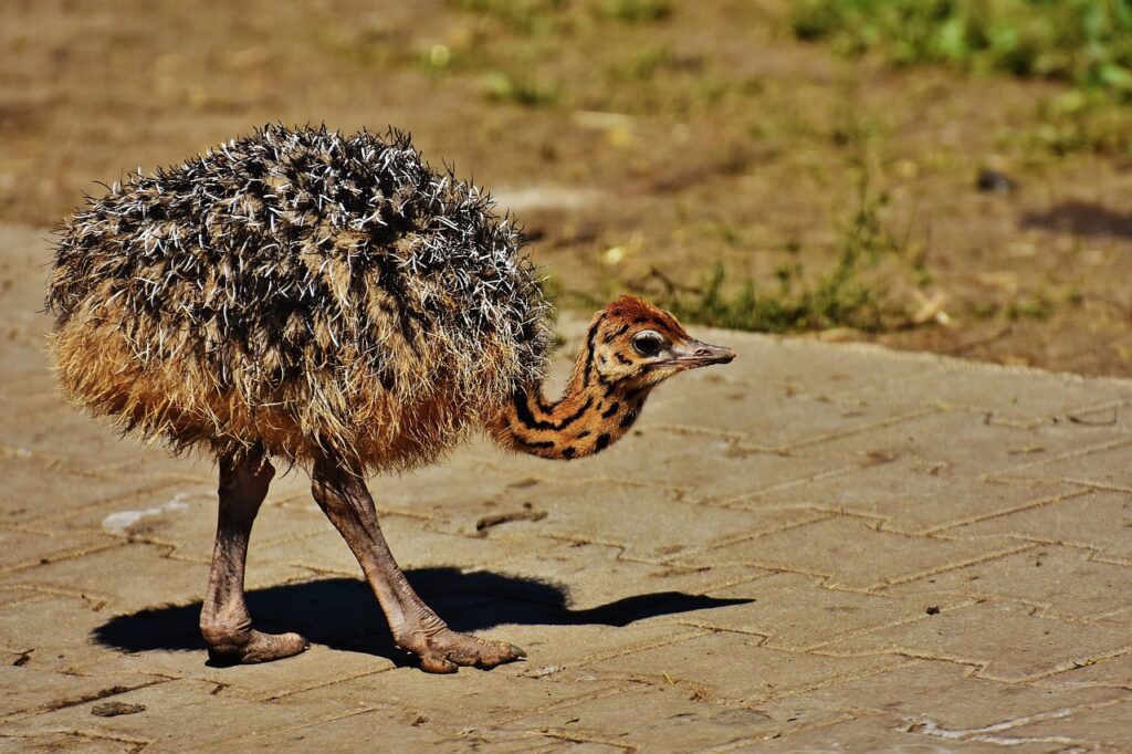 Descubre Todo Sobre Las Avestruces Struthio Camelus Caracter Sticas